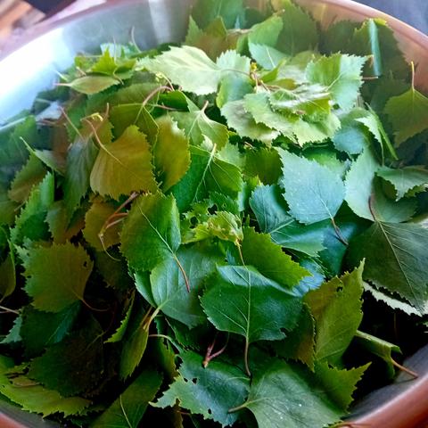 Des feuilles de bouleau dans un bol