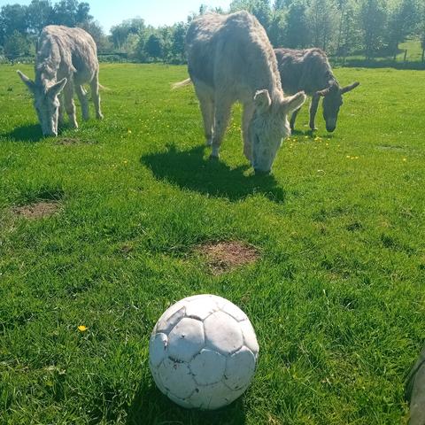 Un ballon devant 3 ânes