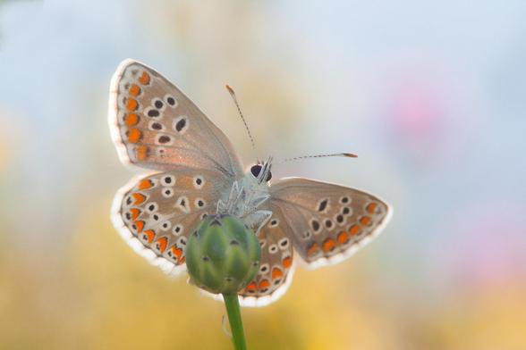 Foto de la mariposa Aricia montensis