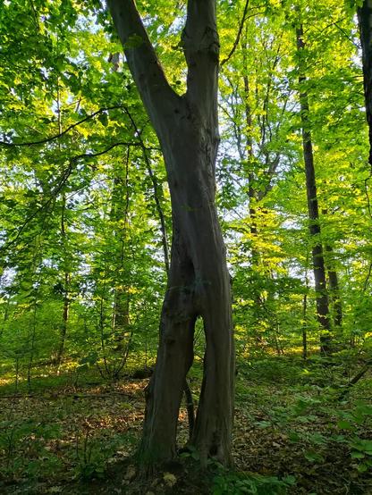 Un bel arbre qui semble avoir deux jambes :)