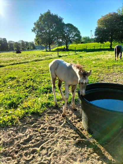 Poulain dans un champs, vert autour