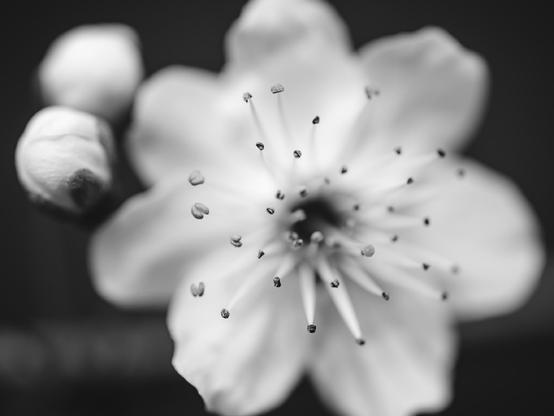 A close-up black and white photo of a delicate blossom, likely from a fruit tree, with prominent stamens reaching outward from the center. Two unopened flower buds are visible in the background, emphasizing the bloom’s fleeting beauty.

