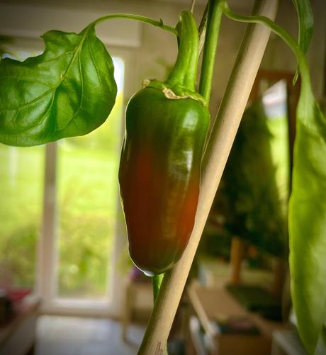 A close-up image of a jalapeño pepper hanging from a plant, accompanied by a green leaf. The pepper is primarily green with a hint of red near the bottom, and the background features a blurred interior setting.