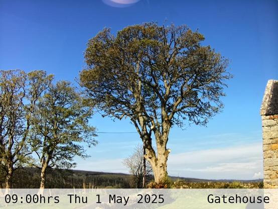 Photograph of sycamore trees against the sky with low hills in the background at 09:00 hrs on Thursday 1 May 2025, located at Gatehouse in Tarset, Upper North Tyne, Northumberland, UK. The immediate forecast is clear sky.