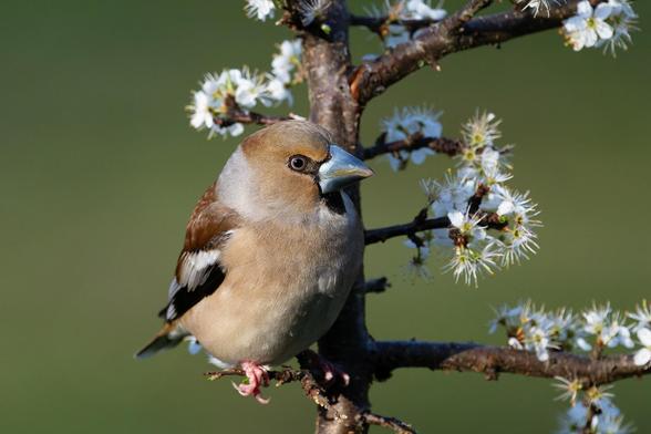 Hawfinch on a branch covered with white flowers.