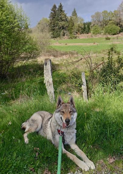 A large wolfdog with grey and brown masked fur lies on fresh green summer grass in front of an old fence. Her mouth is open in a big smile, tongue hanging out the side of her long face. Her triangle ears pointing straight up, brown eyes half closed. A field with fresh green shoots of grass rises uphill behind her.