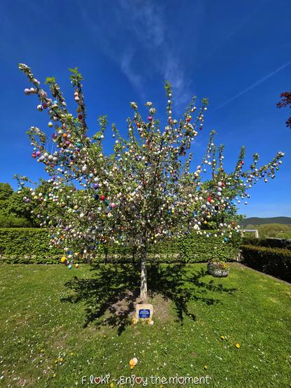 Vor einem leuchtend blauen Himmel steht ein prachtvoller Baum, der vollständig mit bunten Ostereiern geschmückt ist – jedes einzelne hängt an einem feinen Faden von den Zweigen herab. Die Farbenvielfalt reicht von zarten Pastelltönen bis zu kräftigen Rot-, Blau-, Gelb- und Grüntönen. Die Eier sind eng an eng gehängt und bedecken den gesamten Baum wie ein farbenfrohes Kleid. Es ist ein kunstvoller Anblick, fast märchenhaft, wie ein überdimensionaler, blühender Frühlingsbaum der Fantasie.


Der Baum steht auf einer gepflegten grünen Rasenfläche, umgeben von akkurat geschnittenen Hecken. Am Fuß des Stammes befindet sich ein kleines blaues Schild mit weißer Schrift "Saalfelder Ostereierbaum", das auf Details hinweist. Daneben liegen ein paar heruntergefallene Ostereier im Gras.


Im Hintergrund sieht man sanft geschwungene Hügel und einzelne Bäume – alles wirkt friedlich und ländlich. Am unteren Bildrand ist in weißer Handschrift der Schriftzug zu lesen: „F.Loki – Enjoy the moment“ – eine Einladung, den Augenblick in seiner vollen Farbenpracht zu genießen.