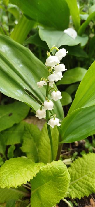 Muguet