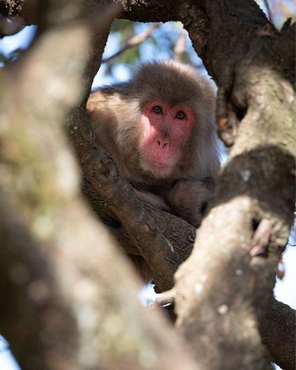 A Japanese macaque (snow monkey) with a pink face and light brown fur sits nestled among tree branches in Arashiyama, Kyoto. The monkey gazes directly at the camera through a natural frame created by the surrounding branches, with soft blue sky visible in the background.