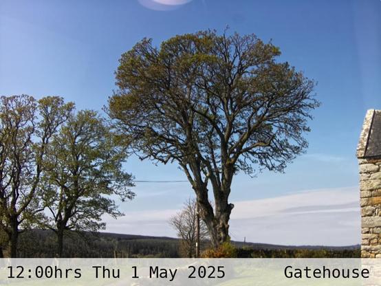 Photograph of sycamore trees against the sky with low hills in the background at 12:00 hrs on Thursday 1 May 2025, located at Gatehouse in Tarset, Upper North Tyne, Northumberland, UK. The immediate forecast is sunny.