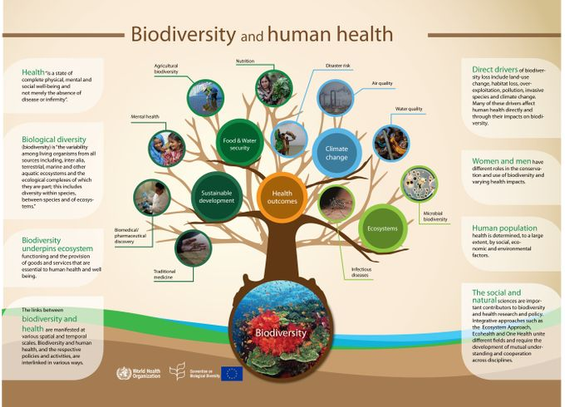 Did you know that preserving biodiversity is crucial for our own well-being?🤝 

This infographic highlights linkages between biodiversity and human health.