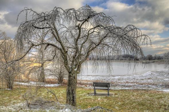 A lone tree with bare, icy branches stands near a lake, surrounded by a dusting of snow on the grass.
