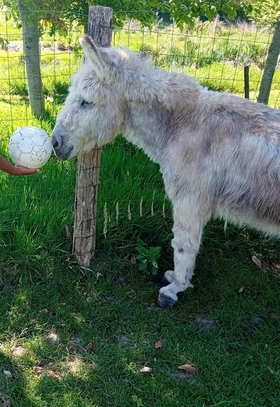 Une main d'un jeune ado tendant le ballon à Gourmand qui le sent ✊️❤️