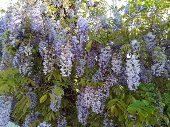 Picture of lilac wisteria in full bloom, hung with grape-like clusters of flowers. 