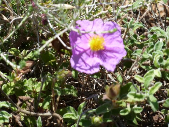 A cerise coloured dog rose with paper-like petals