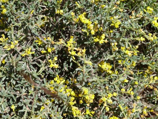 Yellow broom flowering on a hillside