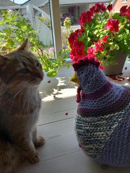 Une poule tricotée et un chat face à face,  de même taille.