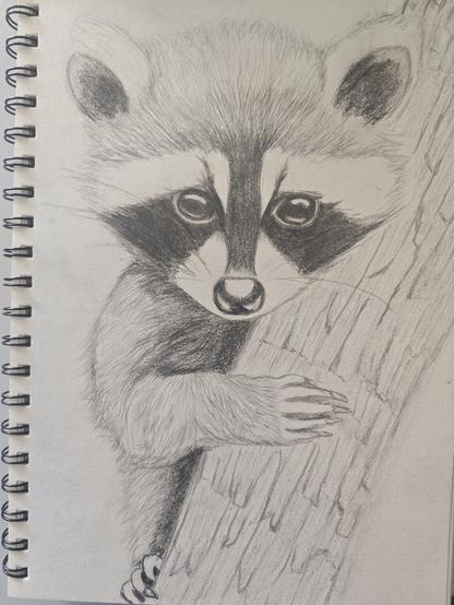 Pencil drawing of a baby raccoon