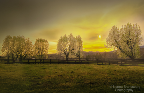 Spring golden hues reflected through the translucent emerging leaves in Bedford County Appalachian farm fields.

https://pictorem.com/2323330/new-beginnings/

https://pixels.com/featured/2-new-beginnings-norma-brandsberg.html