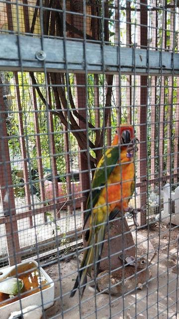 a parrot and a rabbit in a cage