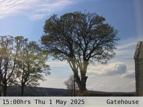 Photograph of sycamore trees against the sky with low hills in the background at 15:00 hrs on Thursday 1 May 2025, located at Gatehouse in Tarset, Upper North Tyne, Northumberland, UK. The immediate forecast is partly cloudy.
