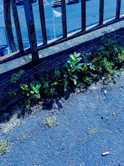 .. we see two fag ends on a section of umkempt tarmac adjacent to a metal railing beyond which is a drop to futher tarmac & further railings .. weeds are evident below the upper rails, rooted as they are in the cracks therein ... [metaphors are yours to explore..] ...