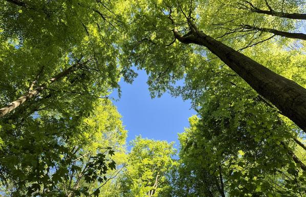 Am 1. Mai im Altonaer Volkspark: ein Stück blauer Himmel zwischen den Kronen der hohen Buchen
