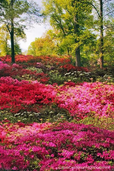 A colorful hillside of Azalea flowers in full bloom at the New York Botanical Garden. Set amongst the dramatic rock outcrops, steep slopes and dappled shade of centuries-old native trees