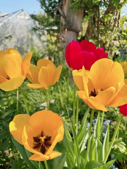 Eine Nahaufnahme von leuchtend gelben und roten Tulpen in einem Garten, mit einem sichtbaren Gewächshaus im Hintergrund. Die Blüten sind von üppigem grünem Laub umgeben.