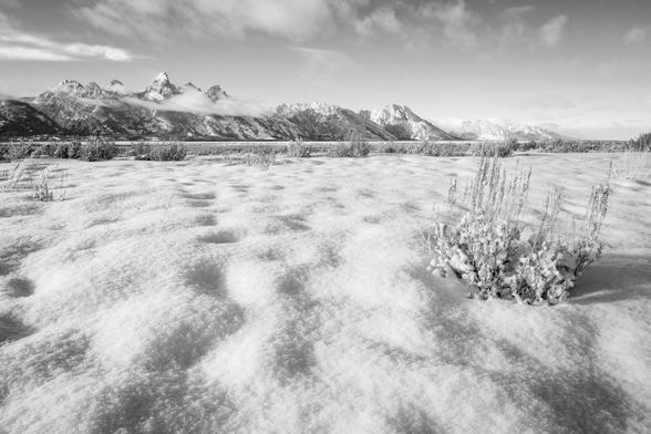 The Teton range seen after fresh snowfall from Antelope Flats. In the foreground, fresh snow and a snow-covered sagebrush.