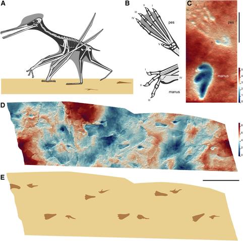 Figure 1 of Smyth et al. 2025: Terrestrial locomotion and track morphology of pterodactyloid pterosaurs.