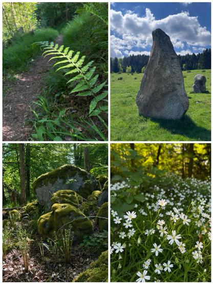 A collage of four photos, the first one showing a fern next to a forest path, gentle sunlight falling on it; the second one showing a couple standing stones on a grassy field in the mountains, a conifer tree line and a blue sunny sky visible in the back; the third one showing mossy rocks with dappled light on them on the forest; the fourth one showing white Stellaria flowers in the forest.