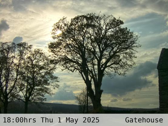 Photograph of sycamore trees against the sky with low hills in the background at 18:00 hrs on Thursday 1 May 2025, located at Gatehouse in Tarset, Upper North Tyne, Northumberland, UK. The immediate forecast is partly cloudy.