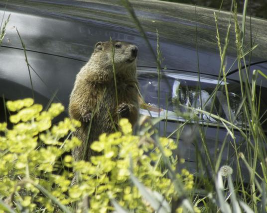 Groundhog standing in front of a car, behind flowers and grass spikes. The head is up, the front paws show, you can see the sharp claws. 