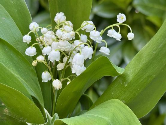 A close-up of delicate white lily of the valley flowers blooming among its broad green leaves.