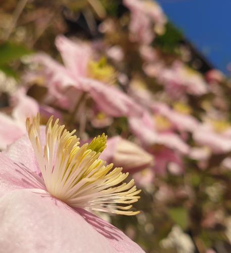 Im linken Bildrand wird eine Blüte der Waldrebe gezeigt. Im Hintergrund sind viele weitere Blüten zu sehen.