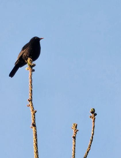 Amsel