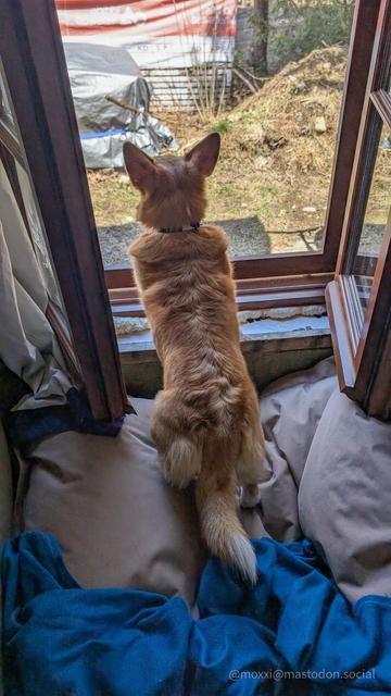 moxxi the corgi is propped up into an open window protected by a screen. it's on the first floor and opening up to a backyard. her hind legs are on a beige bean bag with a blue blanket.