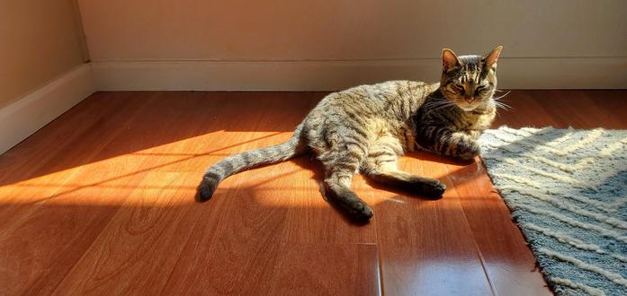 Cat laying in the sun indoors.