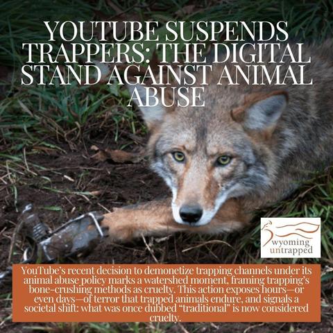 YouTube suspends trappers: The digital stand against animal abuse.  YouTube's recent decision to demonetize trapping channels under its animal abuse policy marks a watershed moment, framing trapping's bone-crushing methods as cruelty. This action exposes hours or even days of terror that trapped animals endure and signals a societal shift: what was once dubbed "traditional" is now considered cruelty.