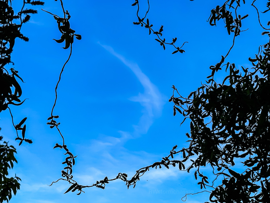 A high-altitude aircraft-generated wingtip vortex appears as a faint, curved condensation trail against a clear blue sky. The vortex arc, likely part of a horseshoe vortex structure, is framed by dark silhouetted foliage and twisted vines in the foreground.