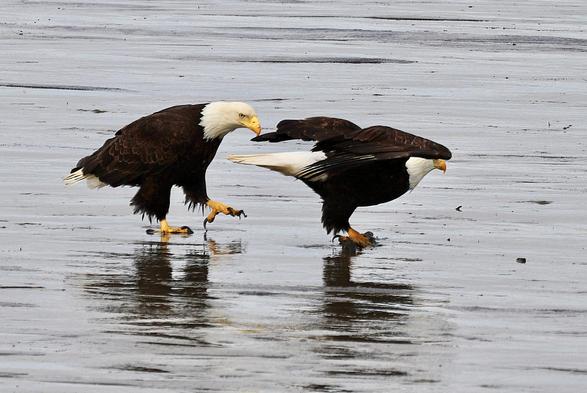 A large bald eagle unhappy at the presence of another on a mudflat approaches it with head down. The second eagle, a bit smaller, lifts its wings to fly away. Both have the characteristic white heads and tails, both large and otherwise black burds.