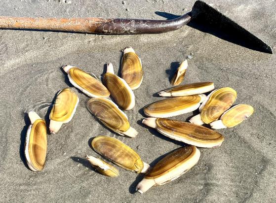 Fifteen golden -shelled razor clams in a tidal puddle, with a short handled shovel used to dig them across the top of the photo. If you look closely you can see two of them are digging into the sand to escape. They are a pretty bivalve, oblong from 3-6 inches and you can see their white mantles and siphons.