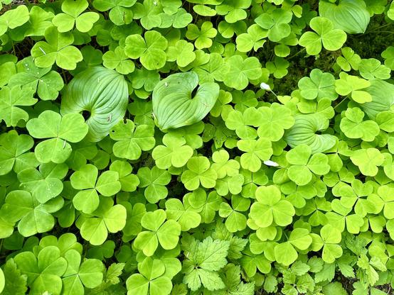 A thick patch of typical Northwest coastal ground covers, mostly wood sorrel shaped sort of like clover but much larger, with a few leaves of wild ginger mixed in, with large heart-shaped leaves. Very green all of it.