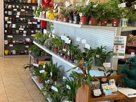 Plants