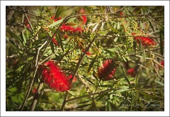 The image features a vibrant cluster of deep red flowers, possibly from a Callistemon plant, commonly known as a bottlebrush due to the shape of its blooms. The flowers are composed of numerous fine, fuzzy stamens that create a striking visual texture and a vivid contrast against the backdrop of slender green leaves.
Among the greenery, the long, narrow foliage is a rich green, adding depth to the composition. The interplay of light and shadow enhances the overall visual appeal, highlighting the flowers' bright color while suggesting a warm, sunny environment.
Symbolically, the bright red of the flowers can represent passion, celebration, and vitality, often associated with Australian flora's unique beauty. This plant also holds ecological significance, attracting pollinators such as bees and birds, illustrating the interconnectedness of nature. The image thus captures both the aesthetic wonder and the ecological importance of these blossoms.