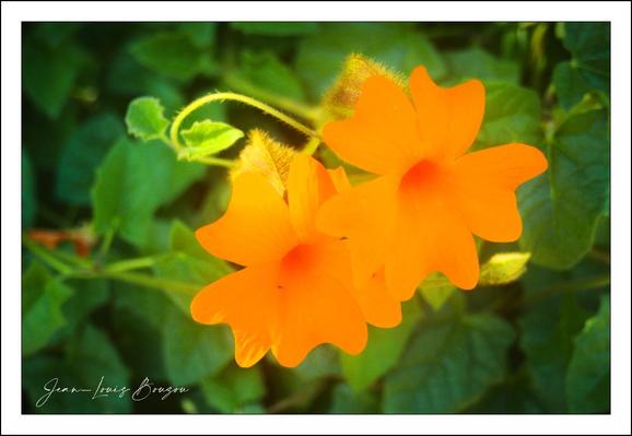 
The image showcases two vibrant orange flowers, their trumpet-like shapes radiating a sense of warmth and joy. Set against a lush green backdrop, the flowers are embellished with subtle fuzzy textures that add depth and detail. Their petals, broad and slightly crinkled, catch the light beautifully, creating a glowing effect that enhances their vivid hue.
The surrounding foliage is rich and leafy, providing a striking contrast to the bright flowers. This contrast not only emphasizes the flowers' brilliance but also evokes feelings of vitality and nature's exuberance.
Symbolically, these orange flowers can represent enthusiasm, creativity, and attraction, often associated with the vibrant energy of the colors they exhibit. They may also signify the arrival of warmer seasons, suggesting growth and renewal in their natural environment. Overall, the interplay of the flowers and their greenery creates a harmonious and uplifting visual experience.