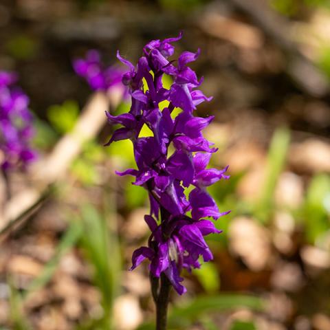 Großansicht der Orchidee Knabenkraut. Stängel mit vielen sehr kräftig violetten Blüten übereinander.