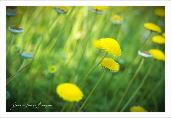 The image captures a vibrant meadow filled with yellow flowers, their bright blooms standing out against a soft, blurred green background. The yellow flowers exhibit delicate, round flower heads, some fully opened while others are still in bud form. Each bright yellow flower is supported by long, slender green stems that sway gently in the breeze.
The soft focus background creates a dreamy effect, emphasizing the cheerful presence of the flowers. The interplay of light and shadow adds depth, giving the scene a warm, inviting feel. This composition evokes feelings of joy and renewal, often associated with the arrival of spring. The yellow flowers, while sometimes considered weeds, carry their own symbolism of resilience and adaptability in various cultures.
