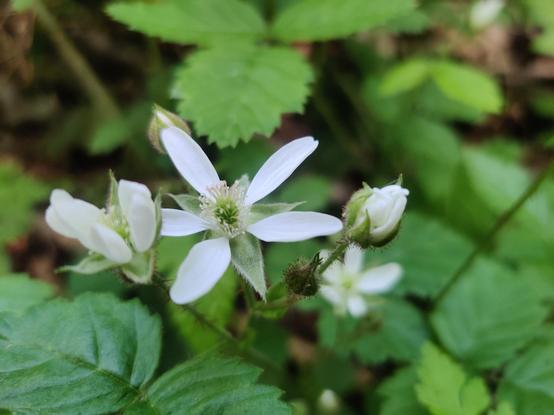 A small cluster of salmonberry flowers enjoy a shaded spot to plot their future berries.